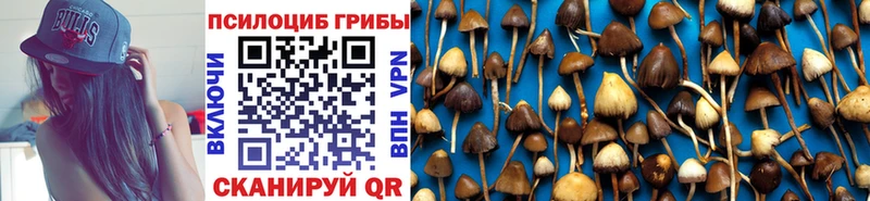 Псилоцибиновые грибы Psilocybe Купить где Долгопрудный